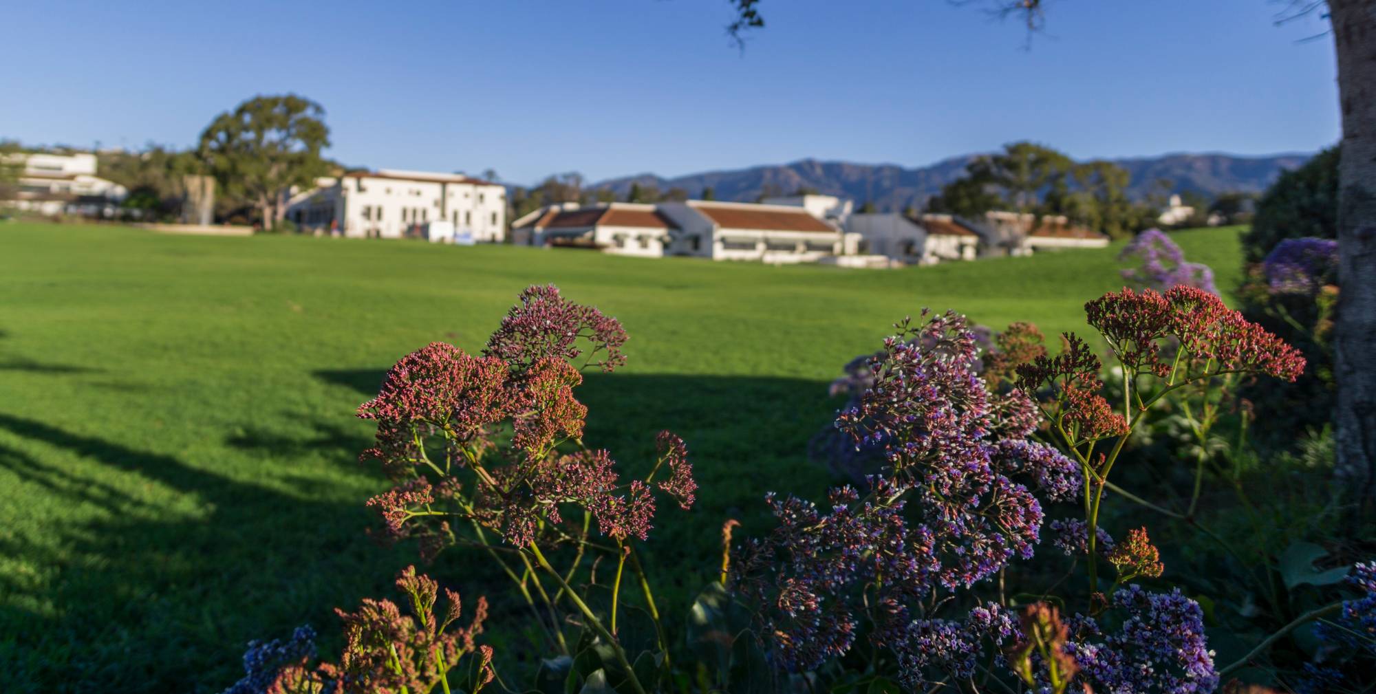 Plants on west campus with Library, CLRC, and IDC in the background